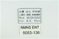 東方喙蝶藏品圖，第3張