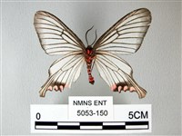 松村氏淺翅鳳蛾藏品圖，第2張