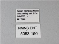 松村氏淺翅鳳蛾藏品圖，第3張