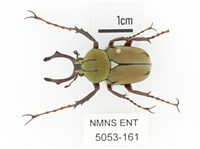 臺灣角金龜藏品圖，第1張