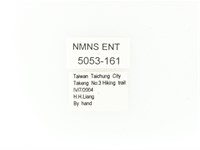 臺灣角金龜藏品圖，第2張