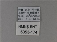 異紋帶蛺蝶藏品圖，第3張