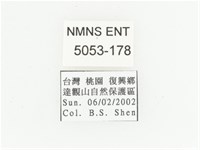 橫紋青銅金龜藏品圖，第2張