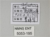 細邊琉灰蝶藏品圖，第3張