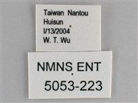 森林暮眼蝶、黑樹蔭蝶藏品圖，第3張