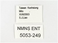 鑲邊尖粉蝶藏品圖，第3張