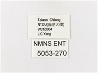 巨波眼蝶北部亞種藏品圖，第3張
