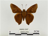 鐵色絨弄蝶藏品圖，第1張