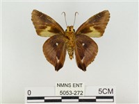 鐵色絨弄蝶藏品圖，第2張