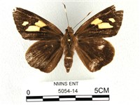 香蕉弄蝶藏品圖，第1張