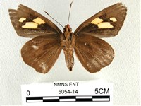 香蕉弄蝶藏品圖，第2張