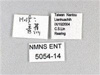 香蕉弄蝶藏品圖，第3張