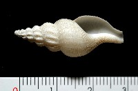 登錄號:005070-00001藏品圖，第1張