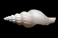 登錄號:005070-00001藏品圖，第2張