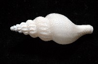 登錄號:005070-00001藏品圖，第3張