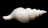 登錄號:005070-00001藏品圖，第4張