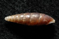 文德煙管蝸牛藏品圖，第2張