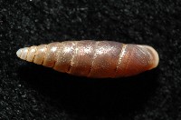 文德煙管蝸牛藏品圖，第3張