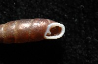 文德煙管蝸牛藏品圖，第4張