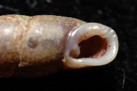 文德煙管蝸牛藏品圖，第4張