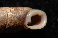 文德煙管蝸牛藏品圖，第2張