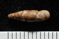 文德煙管蝸牛藏品圖，第3張