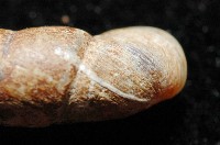 文德煙管蝸牛藏品圖，第4張