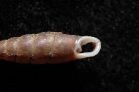 文德煙管蝸牛藏品圖，第2張