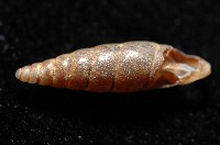 文德煙管蝸牛藏品圖，第3張