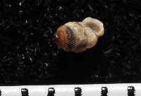 下齒芝麻蝸牛藏品圖，第1張