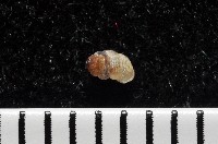 下齒芝麻蝸牛藏品圖，第2張