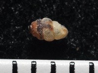 下齒芝麻蝸牛藏品圖，第4張