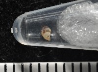 下齒芝麻蝸牛藏品圖，第5張