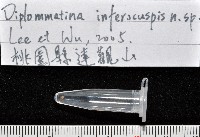 下齒芝麻蝸牛藏品圖，第7張