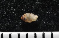 下齒芝麻蝸牛藏品圖，第2張