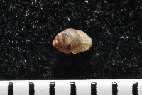 下齒芝麻蝸牛藏品圖，第3張