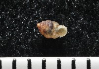 下齒芝麻蝸牛藏品圖，第4張