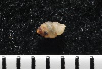 下齒芝麻蝸牛藏品圖，第5張