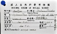 下齒芝麻蝸牛藏品圖，第6張
