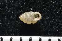 高山台灣芝麻蝸牛藏品圖，第1張