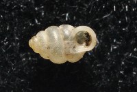 高山台灣芝麻蝸牛藏品圖，第2張