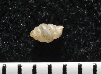 高山台灣芝麻蝸牛藏品圖，第4張
