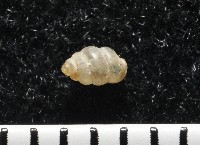 高山台灣芝麻蝸牛藏品圖，第5張
