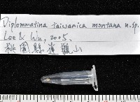 高山台灣芝麻蝸牛藏品圖，第7張