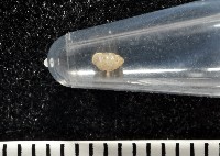 高山台灣芝麻蝸牛藏品圖，第8張