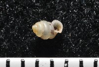 高山台灣芝麻蝸牛藏品圖，第1張