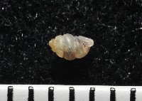 高山台灣芝麻蝸牛藏品圖，第2張