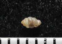 高山台灣芝麻蝸牛藏品圖，第4張
