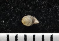 高山台灣芝麻蝸牛藏品圖，第5張