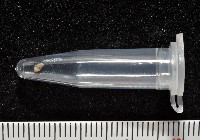 高山台灣芝麻蝸牛藏品圖，第7張